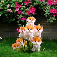 Cat Eye Dazzle Seeds and Free Organic Pot Mix 100 Grams