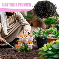 Cat Eye Dazzle Seeds and Free Organic Pot Mix 100 Grams